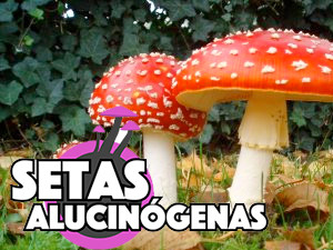 Efectos de setas Alucinogenas. En dosis bajas, pueden hacerte reír , ya que todo es divertidísimo. Las setas alucinógenas distorsionan todos los sentidos y se fusionan entre sí - se puede oír el color rojo, consulte el sonido de la risa, ni oler. Tienes un montón de pensamientos profundos y significativos sobre el universo, y sientes una brillante visión general de la vida. El tiempo tiende a pasar más lentamente, los minutos parecen horas. Todo se siente como un sueño. Te sentiras muy feliz, tranquilo, y en general flipando. En dosis más altas, puede tener alucinaciones en toda regla, de forma similar a un viaje de LSD, o ver las cosas, incluso cuando sus ojos están cerrados. Si usted ve las cosas buenas, por lo general pasaras un momento fantástico. ¿donde comprar panes de setas?