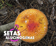 efectos-setas-alucinogenas-1año