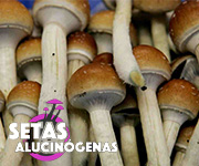 setas-alucinogenas-comprar