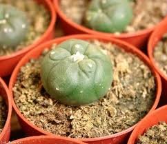 cactus peyote barato