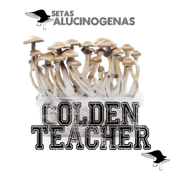 venta oline kit setas golden teacher