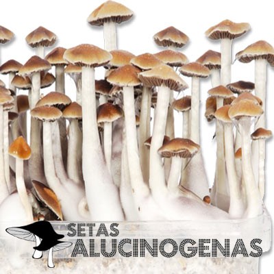 comprar online kit setas McKennaii