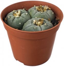 comprar peyote online