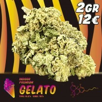 Gelato Indoor CBD