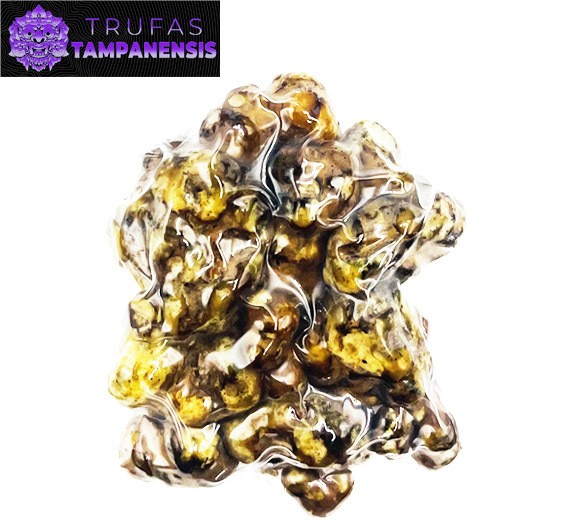Trufas Magicas Tampanensis