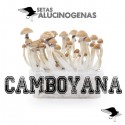 Comprar Kit Setas Camboyanas 100% Micelio