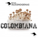 venta oline kit setas colombianas