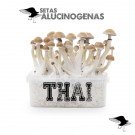 venta oline kit setas thailandesas, setas alucinogenas tailandesas