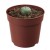 Cactus Peyote (1 cm)