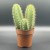 Cactus San Pedro 10cm