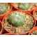 cactus peyote barato
