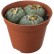 comprar peyote online