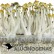 comprar setas psylocibe cubensis